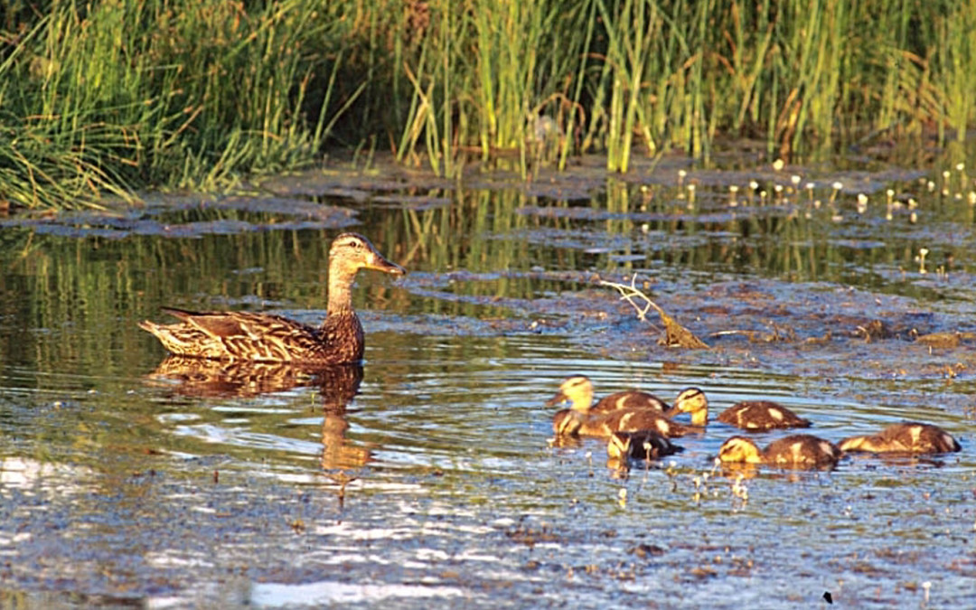 Louisiana Wetland Project